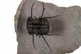 Flying Ceratonurus Trilobite - Top Quality Prep #354581-3